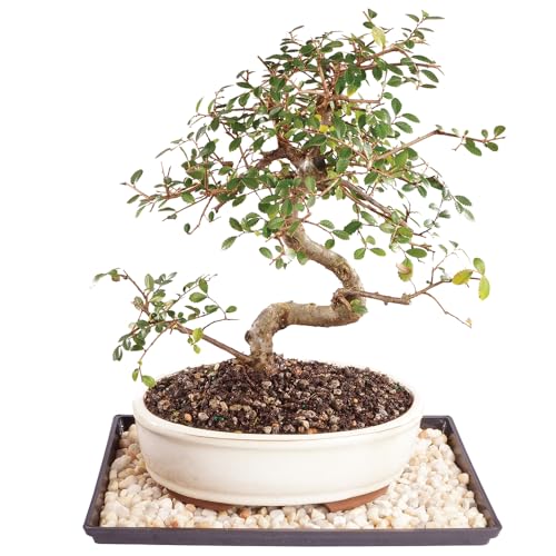 Brussel's Bonsai Live Chinese Elm Bonsai Tree, Outdoor - Medium, 7 Years Old, 8 to 10 inches Tall - Includes Ceramic Bonsai Pot and Humidity Tray