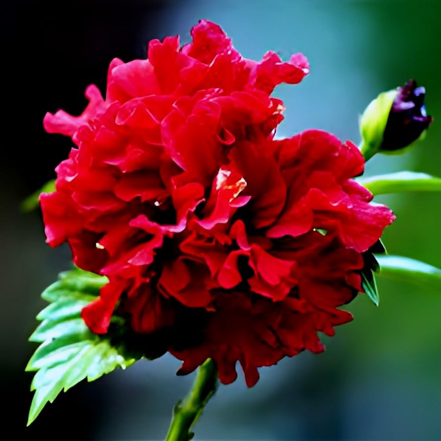 Image of Double Petal Panch Mukhi Red Hibiscus Flower Live Plant | Beautiful Indian Pooja Plant | Healthy Hibiscus Tree for Indoor Outdoor Home Gardening | Natural & Organic | (Without Pot)