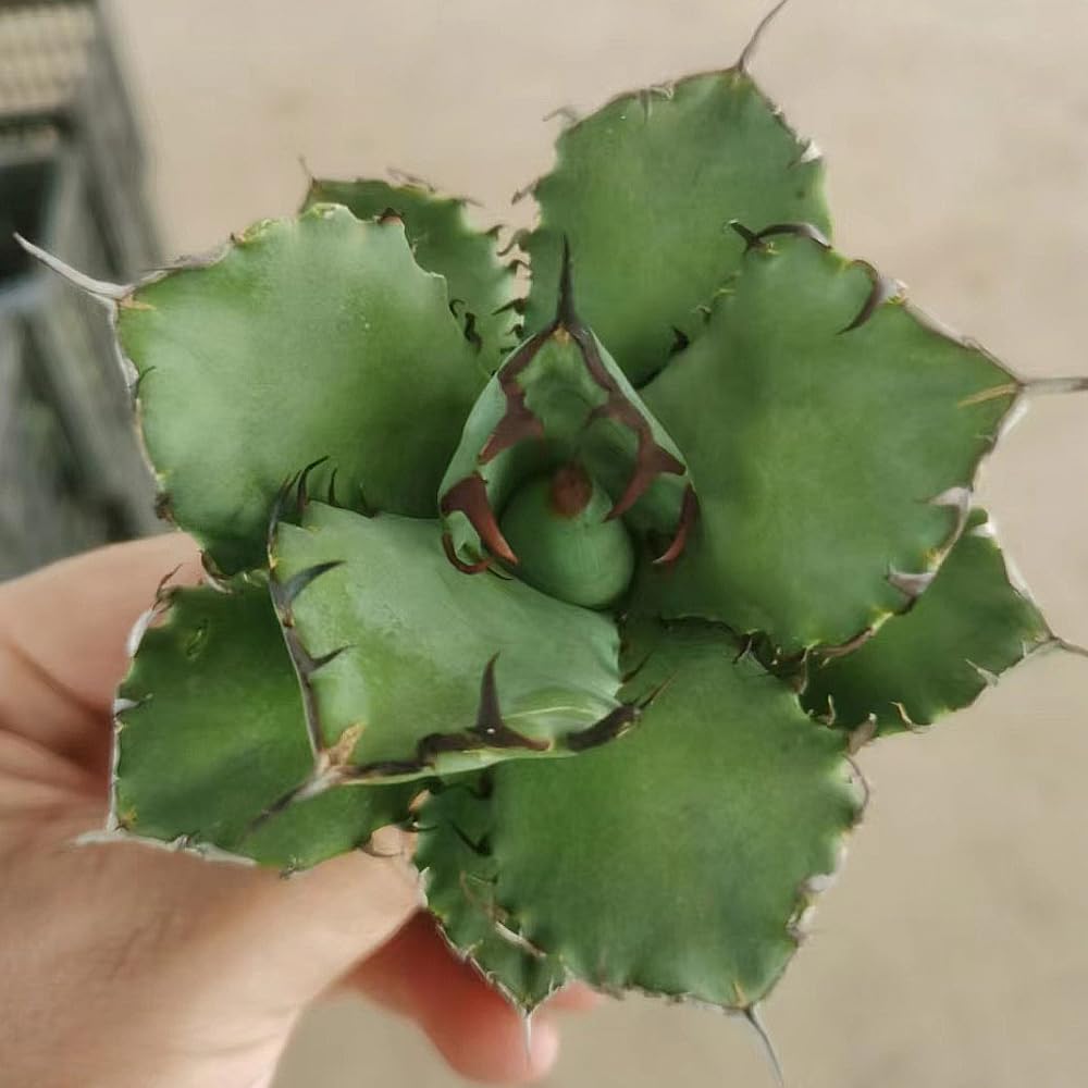 Amazon.co.jp: kokkaen: 多肉植物・サボテン