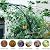 BUKLIYN Half Sided Arch Against The Wall Garden Arch Trellis - Garden Arch Arbor Trellis for Climbing Plants Outdoor - Garden Arch Trellis Arbor for Home Yard and Garden?Black?