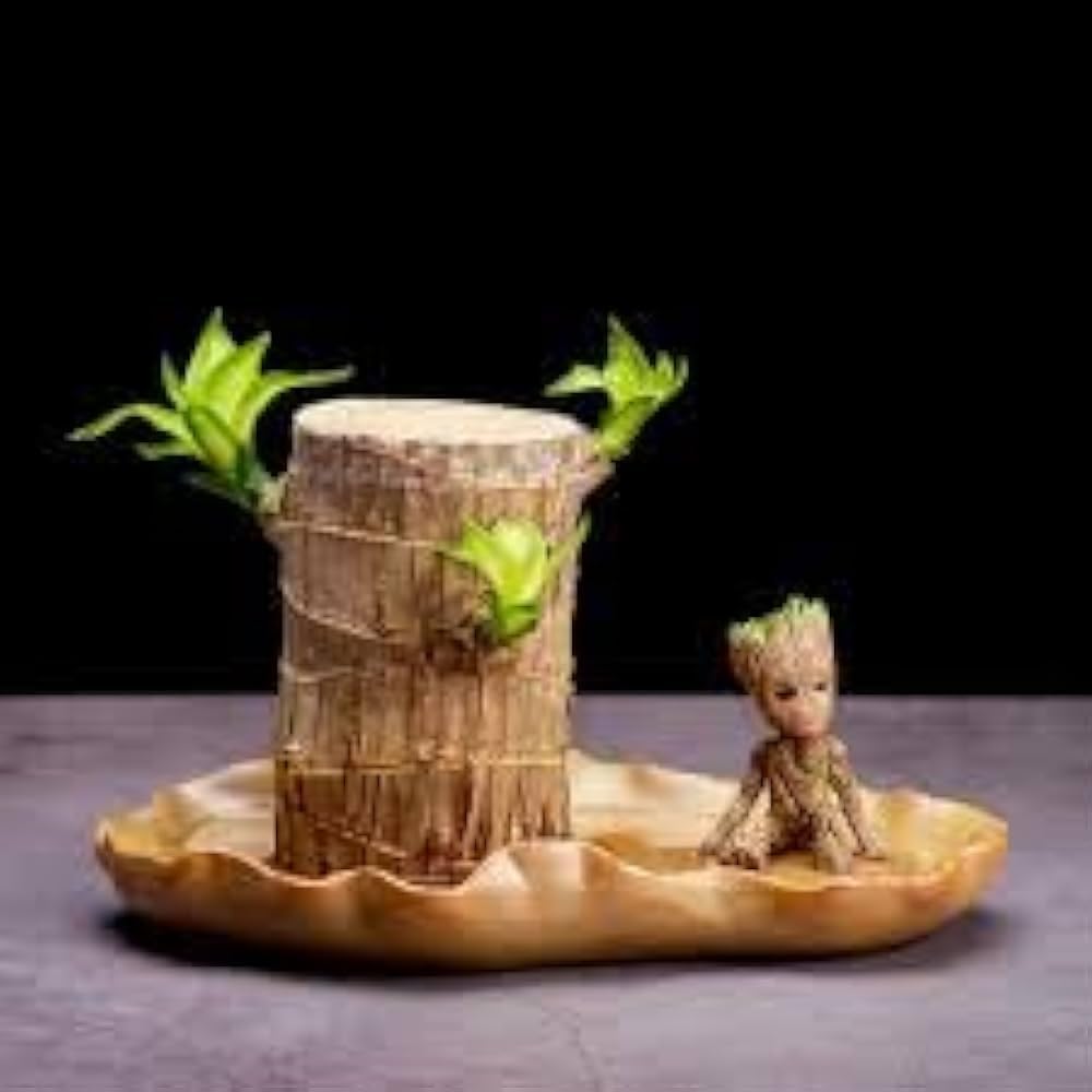 Brazilian Lucky Wood Mini Home Plant Decoration | Brings Good Luck, Pack of 1, Mini Size, Home Decor, Indoor Plant-image-20