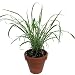 Lemon Grass Plant - 4" Clay Pot for Better Growth - Also Repels Mosquitos