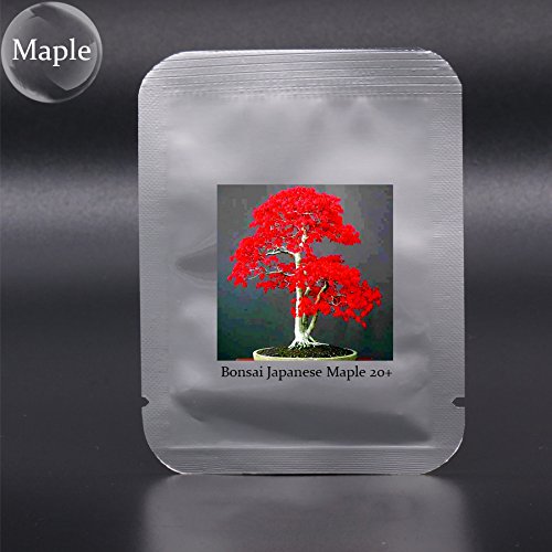 Cheapest Prices! (JrmAmbizu 20 Mini Beautiful Japanese Red Maple Bonsai Seeds, DIY Bonsai , Fresh Ma...