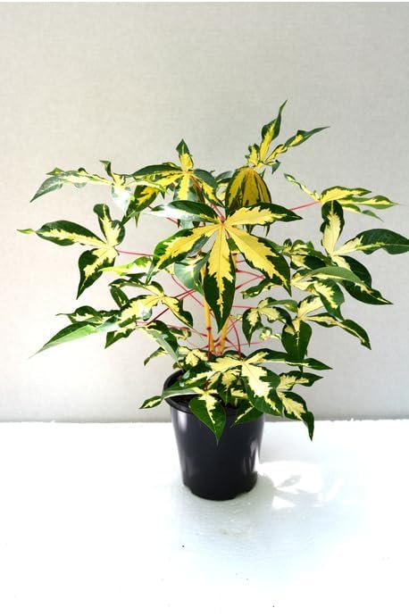 Tapioca Cassava (Manihot Variegated) Live Plant with 4 Inch Pot | Variegated Ornamental Foliage Plant for Indoor & Outdoor Spaces | Decorative Plant for Home Balcony Patio Garden and Landscape Display-image-3