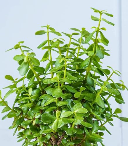 Image of live plants (JADE)