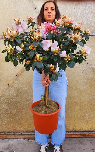 POWERS TO FLOWERS - AZALEA MISTRAL BIANCO AD ALBERELLO, PIANTE EXTRA!!, vaso 24cm diametro, pianta vera