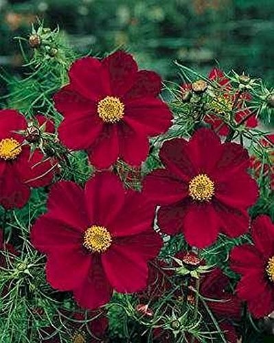 Amazon.com : Cosmos 'Dazzler' - Large, Bright Crimson-red Flowers
