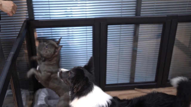 Amazon | FXW AuraSpace 透明アクリル犬用サークル 室内用 77cm 10枚