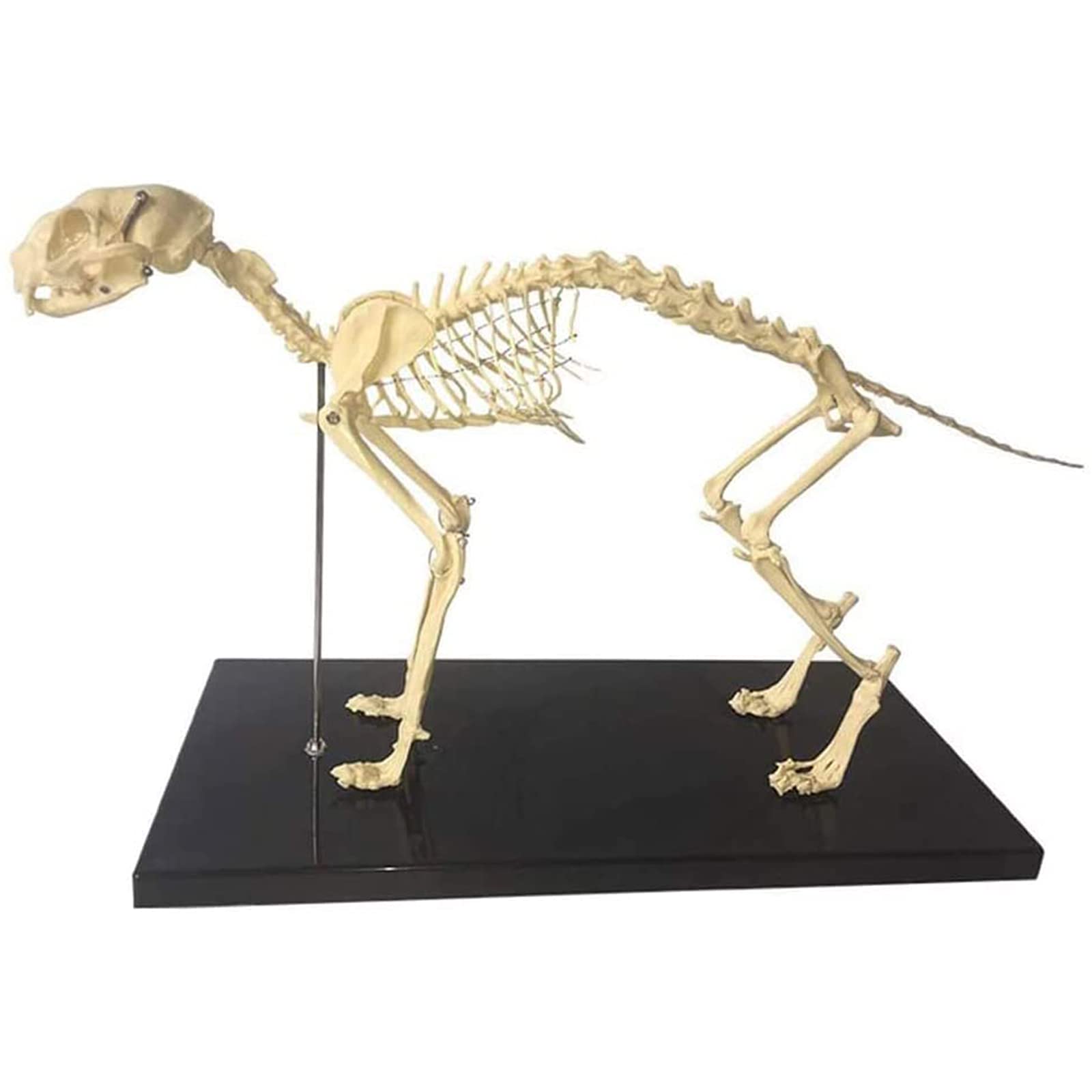 model anatomiczny, Model szkieletu kości kota — zaawansowany materiał PVC do medycznej