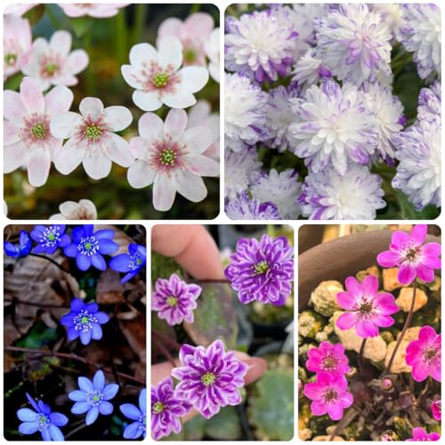 semillas de hepática hepatica nobilis - plantas de balcón de jardín de hierbas semillas de hierbas medicinales y plantas de interior Prado de flores, decoración de jardín para 250pcs