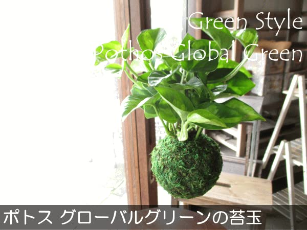 Amazon｜ポトス グローバルグリーンの苔玉仕立て ワイヤー吊り玉仕立て