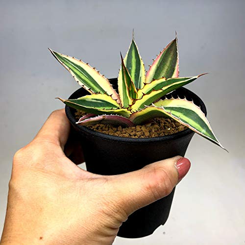 Amazon | 多肉植物 ：アガベ 五色万代*M | フラワースタンド
