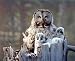 Great Grey Owl Family Bird Wildlife Animal Wall Decor Art Print Poster (16x20)