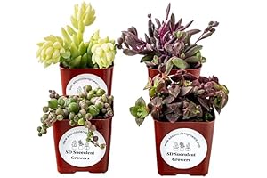 Live Trailing Mystery Succulent 4 Pack | Well-Rooted Hanging Plants for Home and Weddings