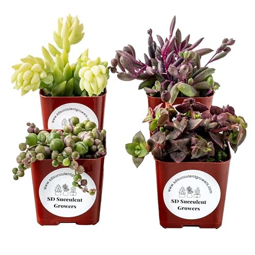 Live Trailing Mystery Succulent 4-Pack