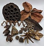 NaturePods Natural Dried Seed Pods and Botanicals Collection, Dart Frog Vivarium, Mixed Terrarium Decor, Aquarium Tank Decorative Elements