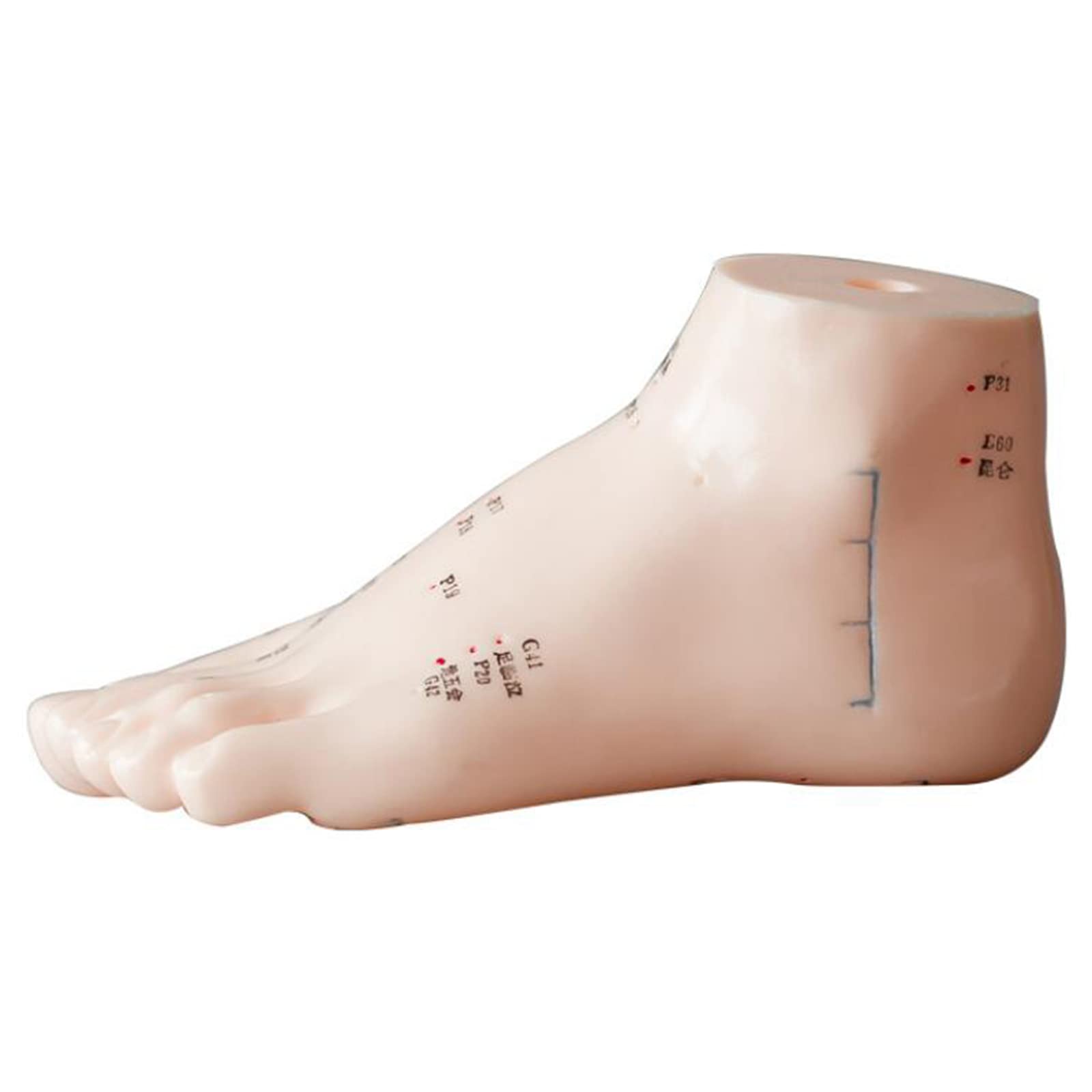 Sjdopulse Human Acupoint Acupuncture Model Feet Model - 13Cm Foot Acupuncture Model With Acupoints For Medical Teaching - For Chinese Medicine Teaching