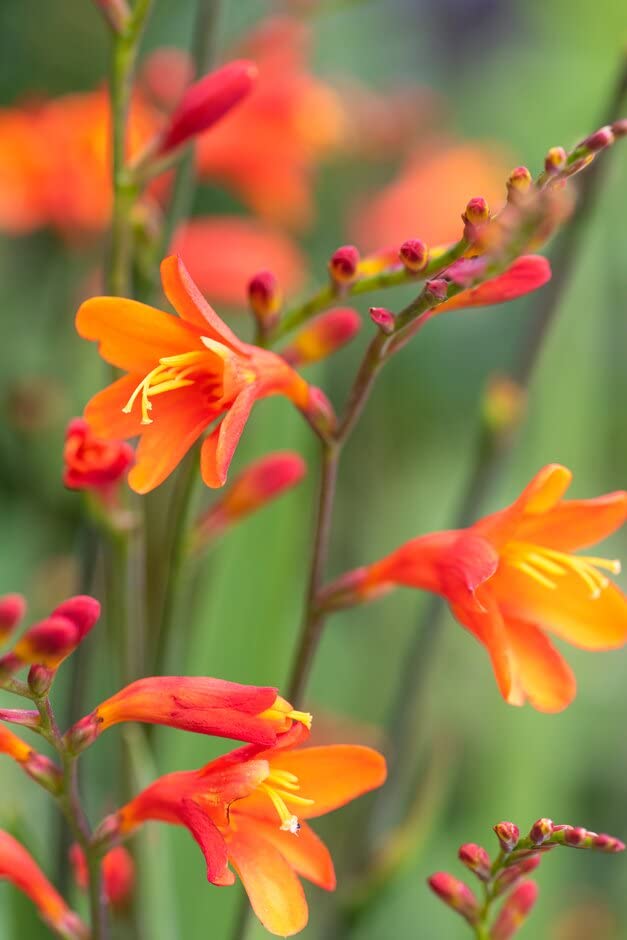 CROCOSMIA - Crocosmia Fire King Hardy Summer Garden Perennial Plant Flower Bulbs for Summer Planting Now X20 Bulbs