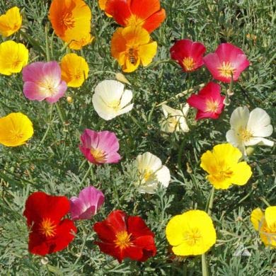 Dirt Goddess Super Seeds Mixed Colors California Poppy