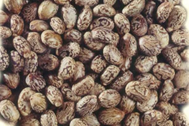 Caster Seed-Ricinus communis (500 Gms)