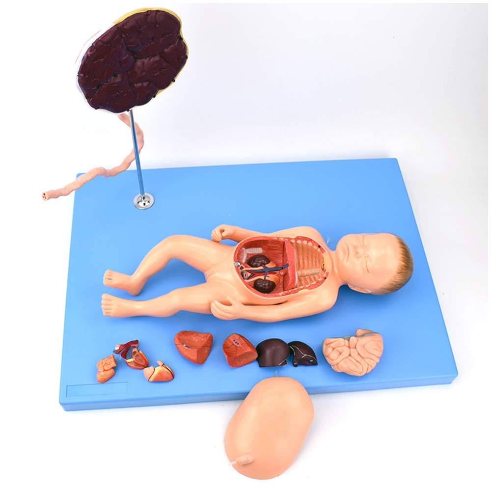 FHUILI Fetal Circulation Model - Medical Anatomical Fetal Circulation with Vivid Fetus with Visceral Organs and Umbilical Cord - for Medical Study Teaching Display