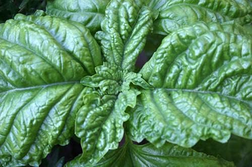 Miniatura 2 de Lechuga Hoja Albahaca 100 -5000 Semillas Aromáticas Bushy Grandes Hojas Abundantes