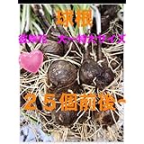 彼岸花の球根 大サイズ 25個プラス 中サイズ数個