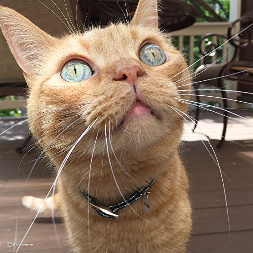 Collier Elastacat Coastal Pet pour la sérénité de votre chat