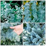50+Rare Eucalyptus Seeds for Planting-Perennial Decor Home Garden Flower Seeds