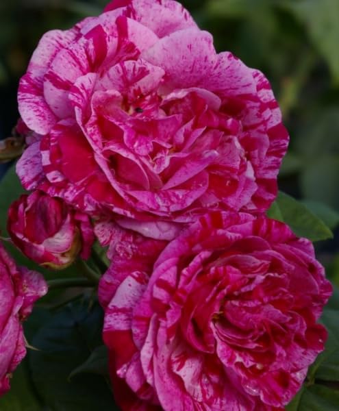 Strauchrose Ferdinand Pichard® - Rosa Ferdinand Pichard® - Historische Rose - Malerrose