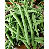 Green Bean Seeds: Mountain Half Runner Beans Fresh jcdw (200+ Seeds)