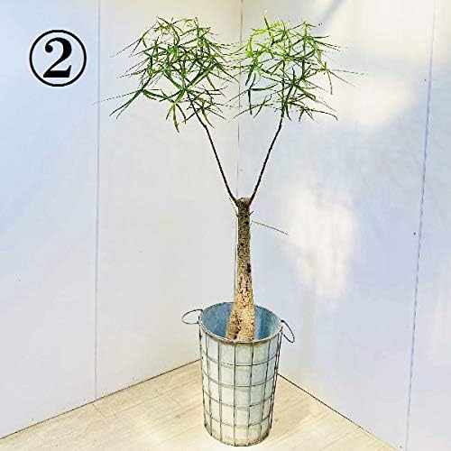 Amazon Co Jp おしゃれ 観葉植物 ブラキキトン ボトルツリー ブリキ鉢カバー 大型佐川急便 現品2番 ホーム キッチン Amazon Co Jp おしゃれ 観葉植物 ブラキキトン ボトルツリー ブリキ鉢カバー 大型佐川急便 現品2番 ホーム キッチン