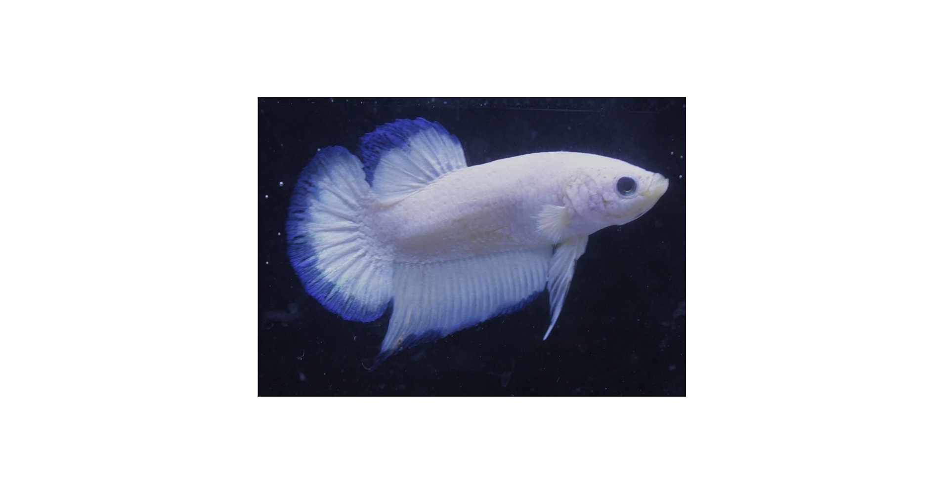 51GVeT97SXL.jpg_BO30,255,255,