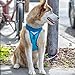 Kurgo Go-Tech Adventure Dog Harness with Front Clip, Easy On and Off Pet Harness, Reflective Dog Harness for Running, Hiking, and Walking, Small, Coastal Blue