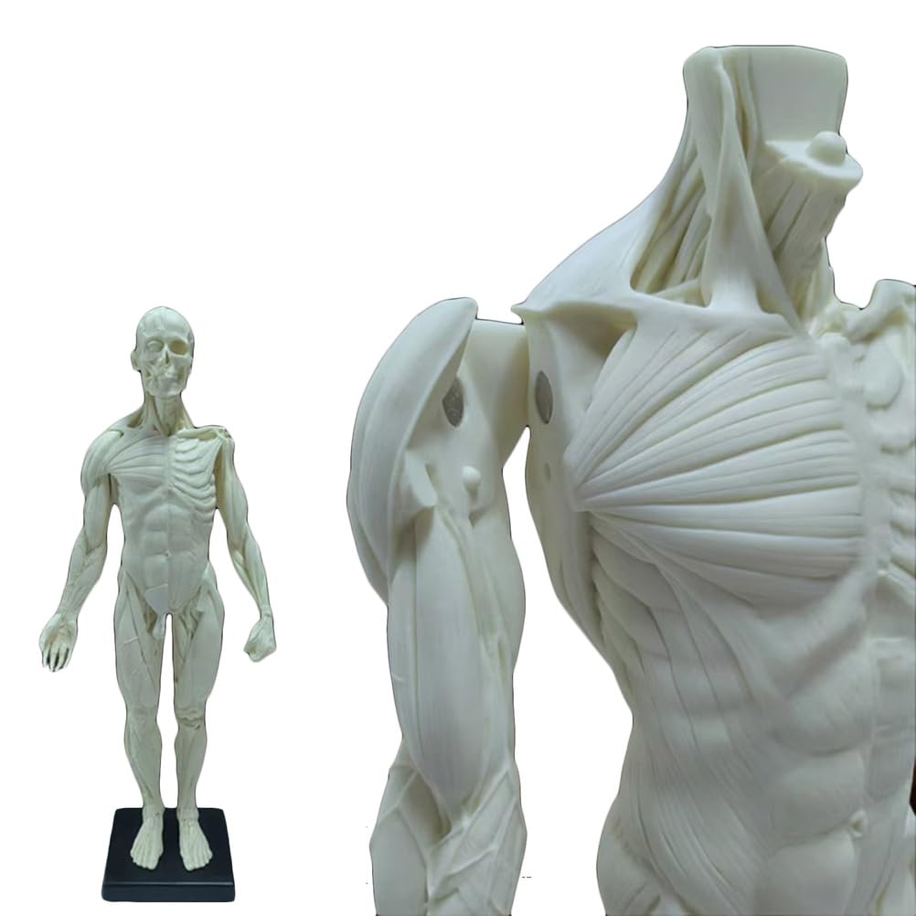 Modèle Anatomique Humain musculosquelettique de 60 cm, Mannequin Masculin pour Dessin Anatomique