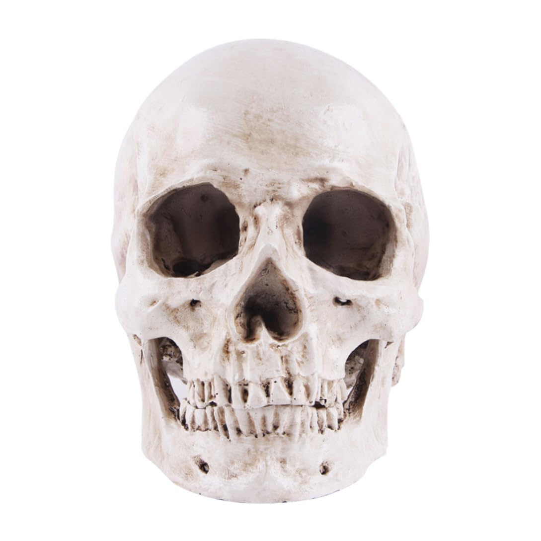 Wedhapy Halloween Resin Skull Figurine Halloween Realistic Skull Anatomical Skeleton Life-size Replica Human Head Bone Model
