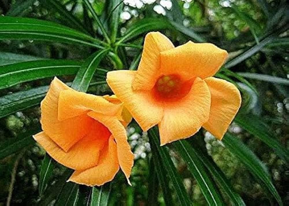 Growing Plants Orignal Live Kaner ऑरेंज ओलियंडर प्लांट (नारंगी फ्लावर प्लांट) ब्लैक प्लास्टिक नर्सरी पॉट के साथ : Amazon.in: बाग-बगीचा और आउटडोर