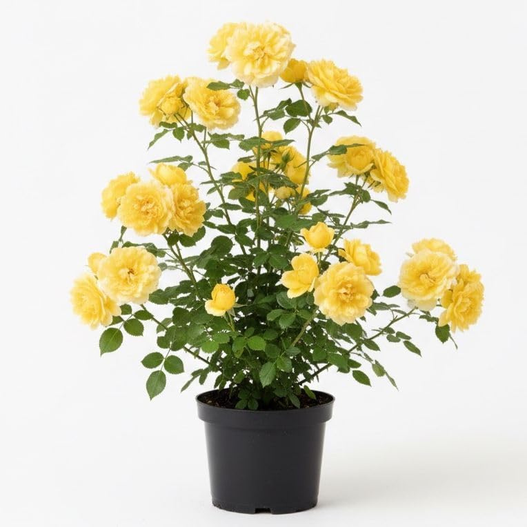 MADHU ENTERPRISES Live Desi Yellow Rose Plant in Pot (Rosa Indica) – Fragrant Desi Gulab for Home & Garden | Hardy Perennial Flowering Plant for Pots, Balcony & Outdoor Décor |-image-27