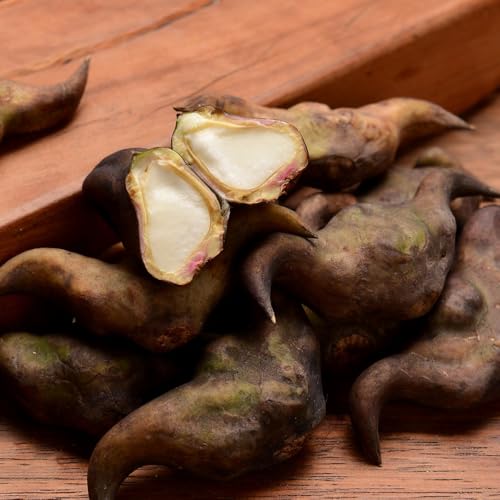 Semillas de castaña de agua - Plantas exóticas resistentes Trampa Natans- semillas de hierbas perennes Balcón con lecho de hierbas semillas de plantas plantas de estanque jardín de 15pcs