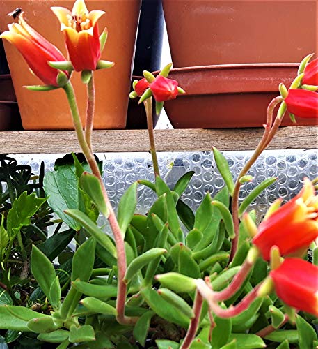ECHEVERIA PULVINATA Oliver Gorgeous Tricolour Succulent with Bold Orange Flowers Indoor Outdoor Plant Drought Tolerant