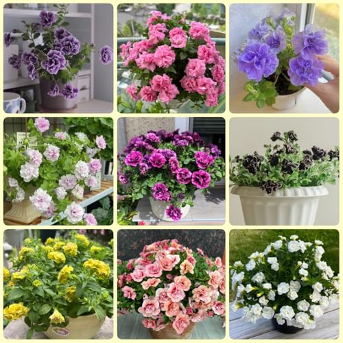 Petunien, wildblumensamen mehrjährig winterhart balkonpflanzen exotische blumenwiese mehrjährig winterhart blumensamen 350Samen