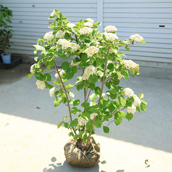 Amazon.co.jp: 庭木・植木・シンボルツリー：ハクサンボク（白山木