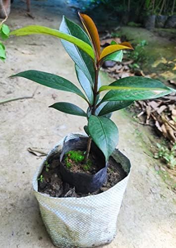 Image of Tropical Tasty inchKerala Purple Mangosteen inch Fruit Pack of 1 seedling Healthy Live plant for Home Garden.