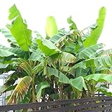 耐寒性バナナ バショウ 6号鉢大株 ジャパニーズバナナ 芭蕉の木