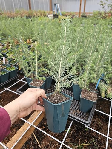 one Large Colorado Blue Spruce Live Tree 5 pots