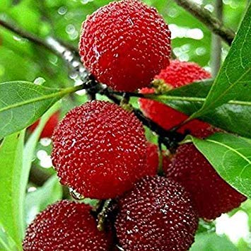 Germinazione I Semi: 20pcs: Rosso Bayberry Semi Delicious Frutta pianta Semi Four Seasons Semi Piante Casa @ 3 @