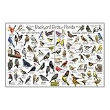 Where's Wildlife Backyard Birds of Florida Bird Identification Poster Divided into Year-round Residents and Seasonal Visitors - Birdwatching Nature Chart (12' x 18')