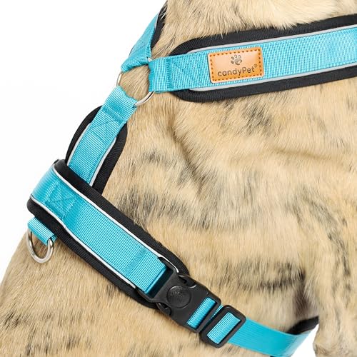 Reflektierendes Hundegeschirr in Y-Form, ideal für Lebreles: Italienischer Windhund, Whippet, Windhund, Podenco - sicher, atmungsaktiv und langlebig, perfekt zum Training und Laufen, Himmelblau, XL