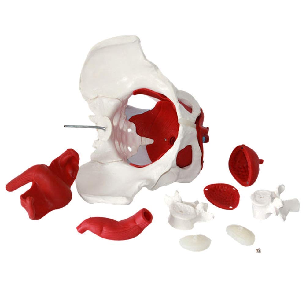 Buy Assembly model Anatomy Model of Female Pelvis Pelvic Floor Muscles