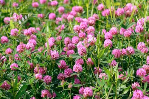 10000+ Kleanbau-Setzlinge | Rosa Blütenstände, schnelle Ausbreitung, niedrig wachsend, ideal als Rasenalternative und Bodendecker